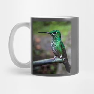 Green-crowned brilliant hummingbird Mug